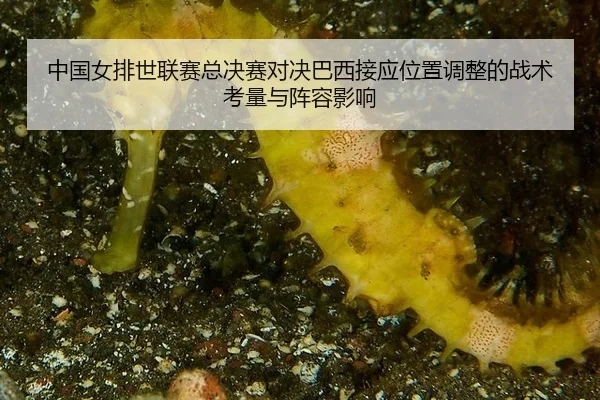 zhong-guo-nv-pai-shi-lian-sai-zong-jue-sai-dui-jue-ba-xi-jie-ying-wei-zhi-tiao-zheng-de-zhan-shu-kao-liang-yu-zhen-rong-2-242.jpg
