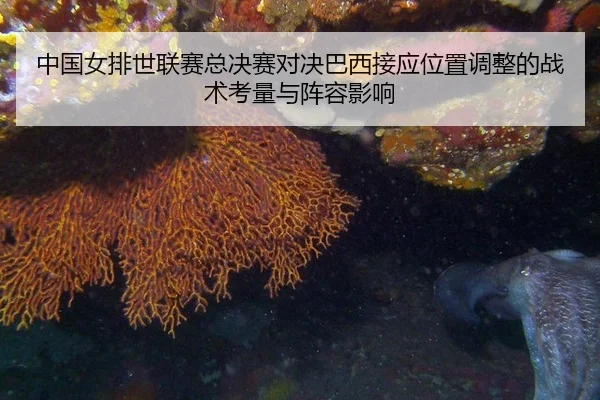 中国女排世联赛总决赛对决巴西接应位置调整的战术考量与阵容影响